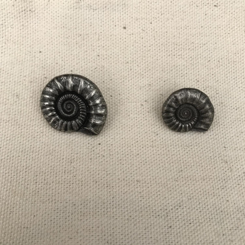 Nautilus Button